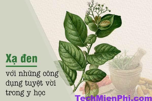 Cây xạ đen có tác dụng gì? Công dụng của cây xạ đen trị bệnh gì? icon